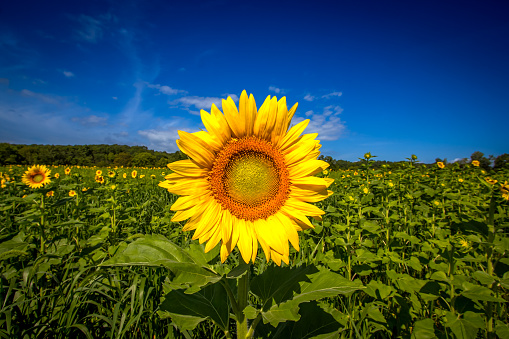 A horizontal closeup view of a large sunflower in a wide field of sunflowers with a deep blue sky.