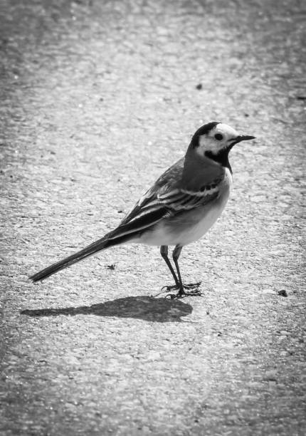Close-up of White wagtail perching on footpath