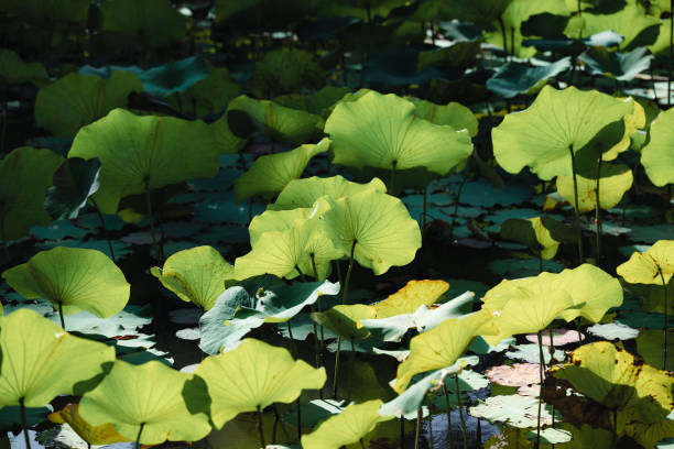 istock Lotus leaf plant with sunlight in the pond 1448415008