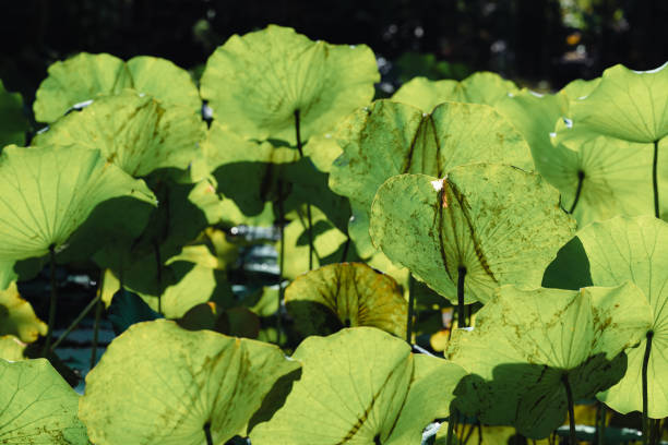 istock Lotus leaf plant with sunlight in the pond 1448415014