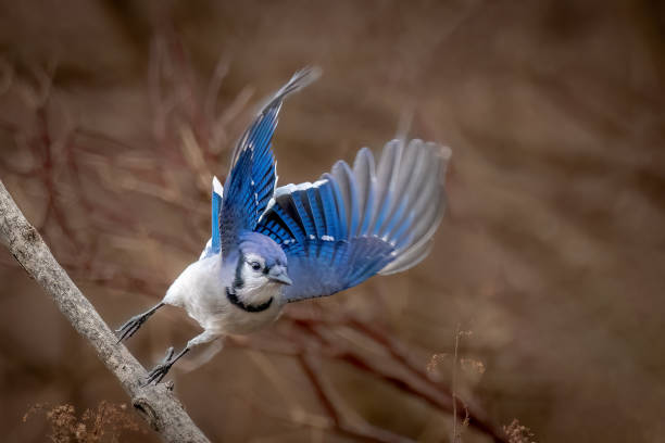 A Blue Jay in flight in the Canadian forest A Blue Jay in flight in the Canadian forest jay stock pictures, royalty-free photos & images