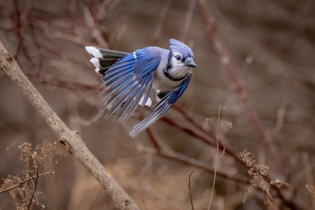 istock A Blue Jay in flight in the Canadian forest 1448421639