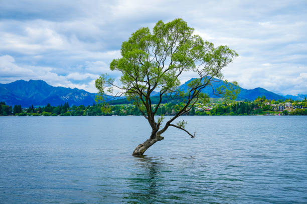 Iconic lone tree of Lake Wanaka stock photo