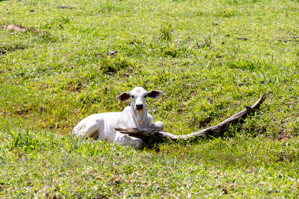 Nellore calf rests in the pasture on sunny day. Countryside of Brazil. Looking at the camera