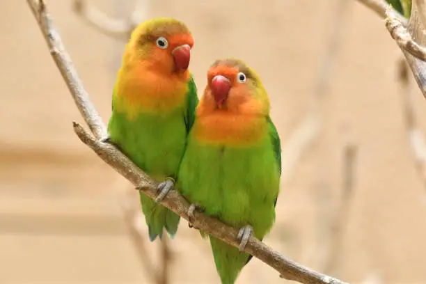 Parakeets lined up side by side.