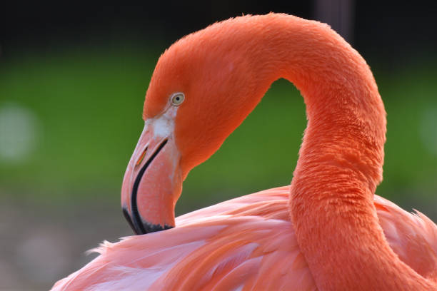 istock beautiful pink flamingo 1448425637