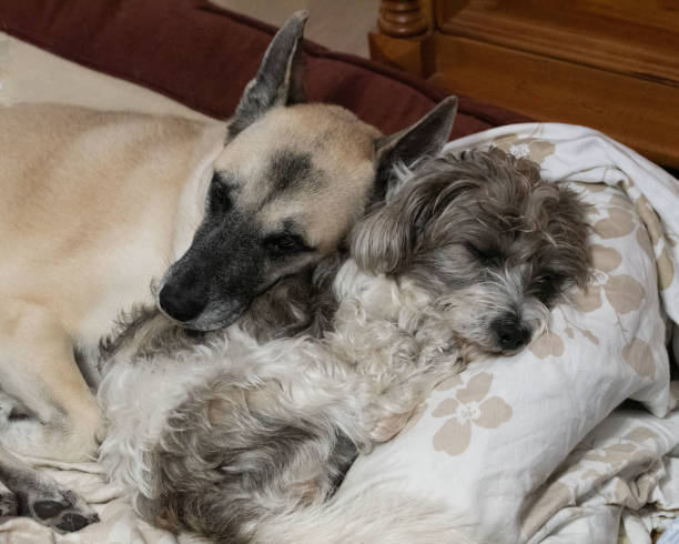 istock Two Dogs Having Sweet Dreams Together 1448426685