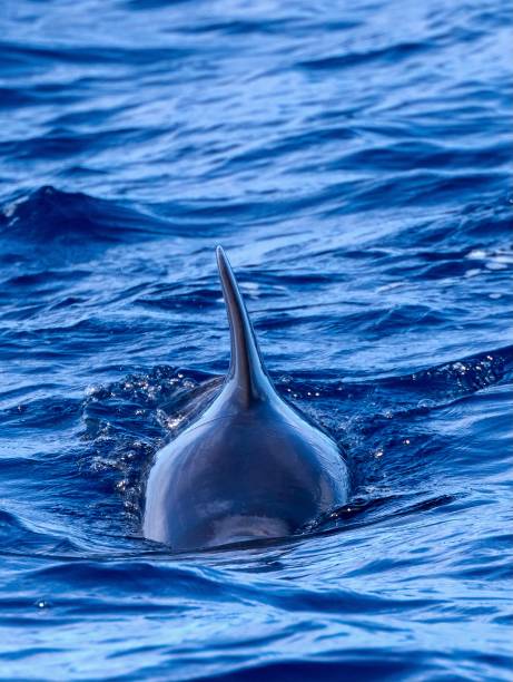 Short fin pilot whale (Globicephala macrorhynchus) Shot in Los Gigantes, Tenerife, Canary Islands globicephala macrorhynchus stock pictures, royalty-free photos & images