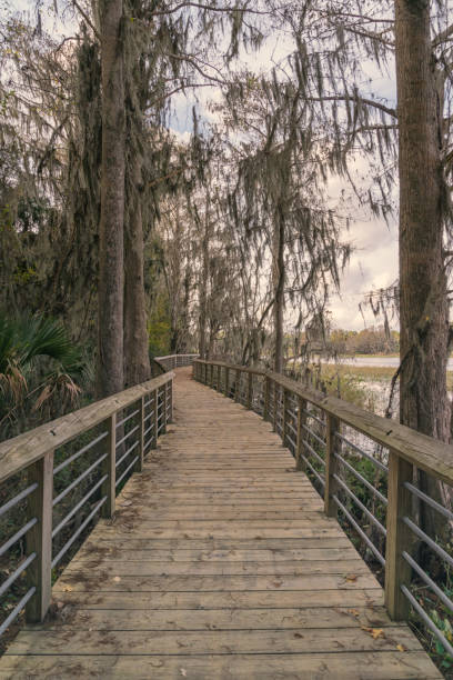 istock Through the Trees, Cooter Pond Boardwalk, Florida 1448427538