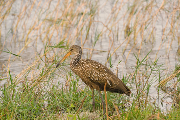istock Limpkin Standing in a Pond 1448427547