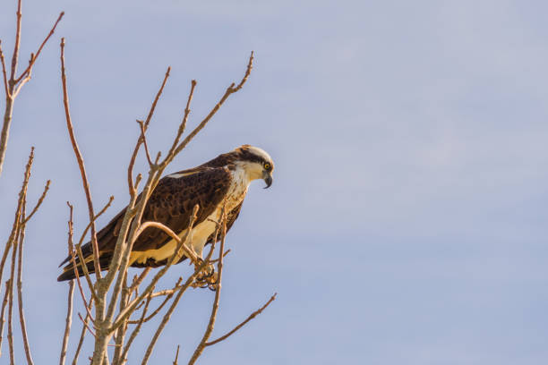 Side profile of a western osprey hunting from the top of a tree