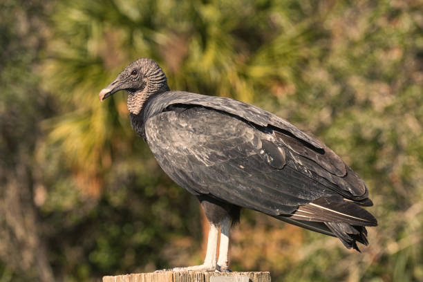 istock Side Profile of a Black Vulture Sitting on a Post 1448427598
