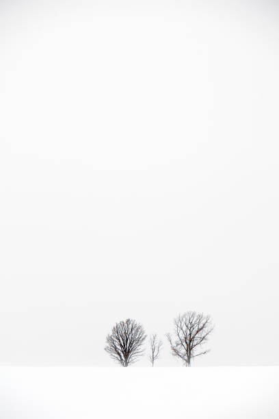istock Snowy Hokkaido 1448427684