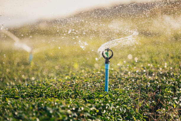 Water sprinkler system working green tea leaf plantation organic farm. Fresh green tea leaves. Green tea plantations in morning sunrise. Freshness organic tea garden for wallpaper background. sistema de rociadores de agua que funciona en la plantación de hojas de té verde de la granja orgánica. hojas frescas de té verde. plantaciones de té verde al amanecer de la mañana. frescura jardín de té orgánico para fondo de papel tapiz.