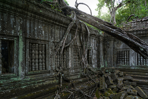 Giant tropical rainforest tree growing over the Beng Mealea Temple, a lesser known temple from the Angkor Wat Time Period in Northern Cambodia. Beng Mealea was originally built as a Hindu temple, but some newer carvings depict Buddhist motifs. The history of the temple is unknown and it can be dated only by its architectural style, identical to Angkor Wat to the 12th century. 102 MegaPixel Hasselblad X2D Photo. Beng Mealea, Northern Cambodia, Siem Reap, Cambodia, South East Asia.