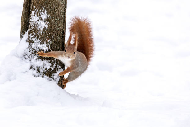 istock small red funny squirrel on a tree trunk in winter park 1448435477