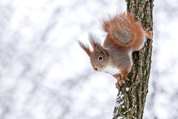 istock funny squirrel sits on a tree trunk in winter forest 1448435503