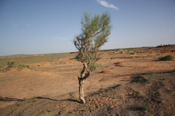A zag tree in the lonely Gobi Desert of Umnugovi region, Mongolia. stock photo