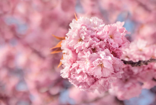 Beautiful cherry blossom on tree branch with defocused background.