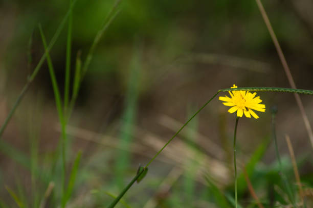 istock Wild fauna and flora 1448439778