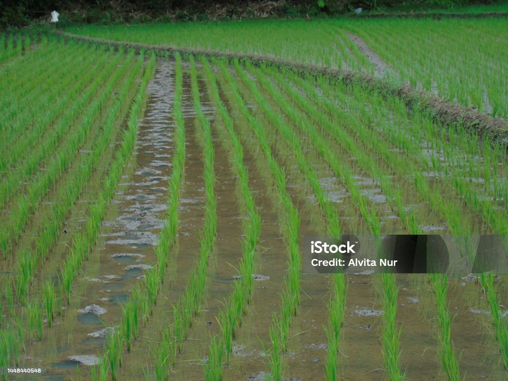 Very Clean Rice Field Rice Fields Stock Photo - Download Image Now - Agricultural Field ...