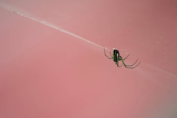 istock Wild fauna and flora 1448440639