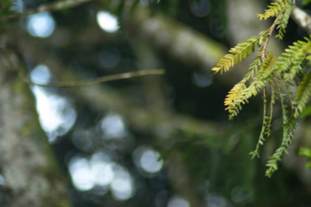 istock Wild fauna and flora 1448440649