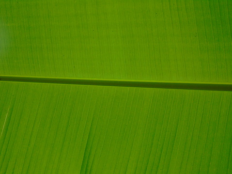 a small coconut palm leaf. A study of form and depth of field