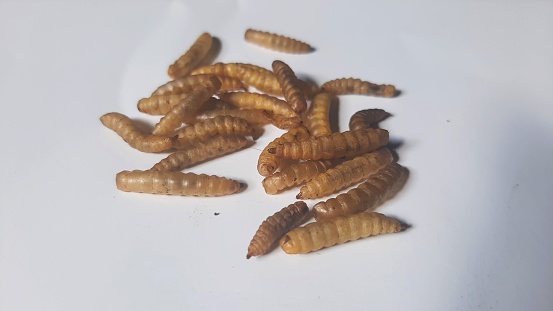 dry maggot, on a white background