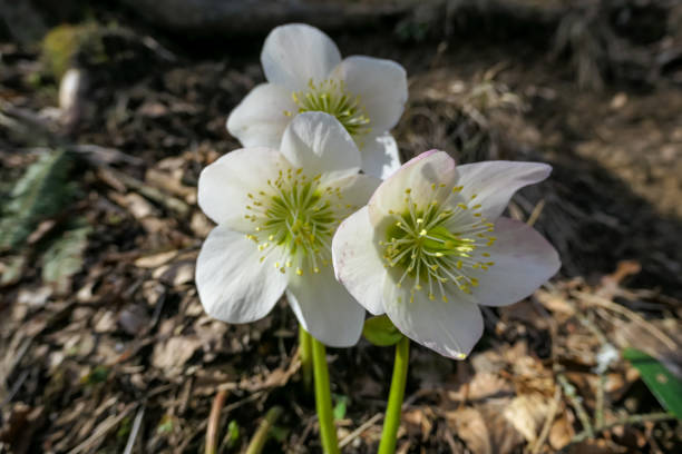 Christmas roses or black hellebore (Helleborus niger) blooming in early spring, Feistritz im Rosental, Carinthia, Austria. White flowers in the Karawanks in Austrian Alps. Blooming