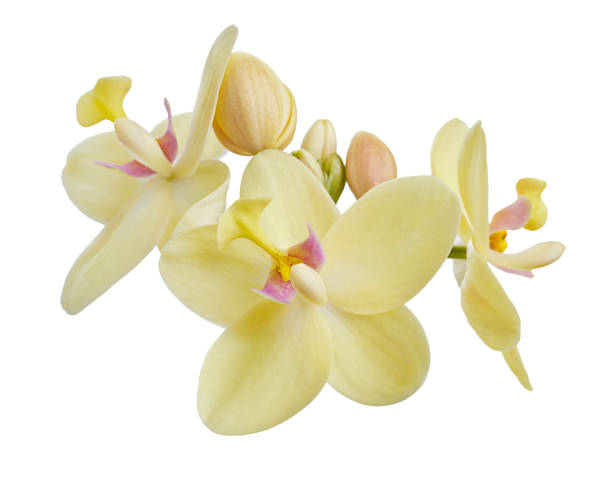 yellow orchid, philippine ground orchid, tropical flowers isolated on white background, with clipping path - orchid flower pink flower head imagens e fotografias de stock