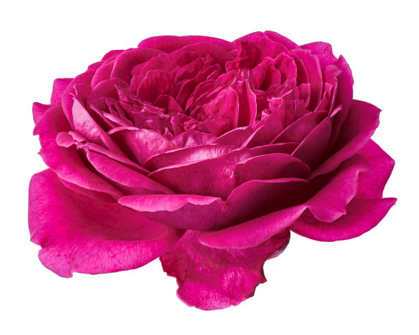 istock Pink rose blossoms, Garden rose isolated on white background, with clipping path 1448446518
