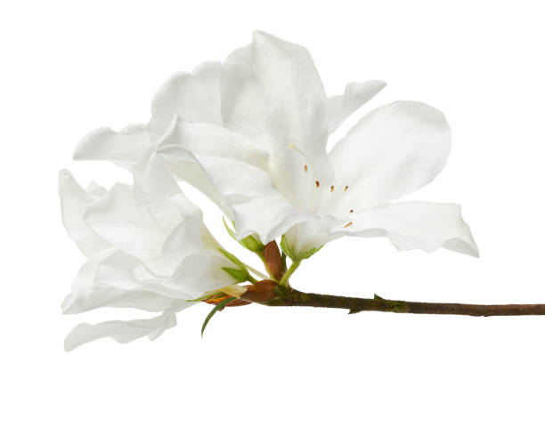 Azaleas flowers with leaves, White flowers isolated on white background with clipping path Azaleas flowers with leaves, White flowers isolated on white background with clipping path magnolia white flower large stock pictures, royalty-free photos & images