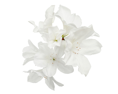 Beautiful white poinsettia plant perfect for Christmas holiday decoration.