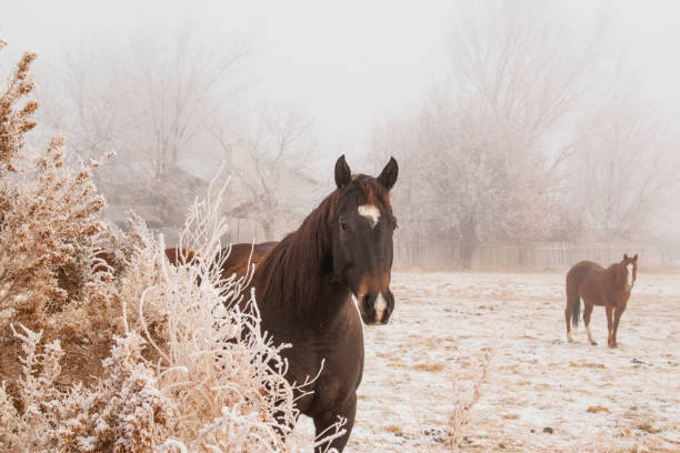 istock Brown Horse in a Snowy Pasture 1448449579