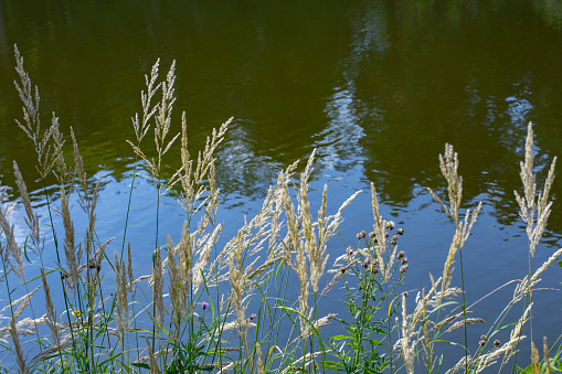 Shore of a wild forest lake with a shore overgrown with grass