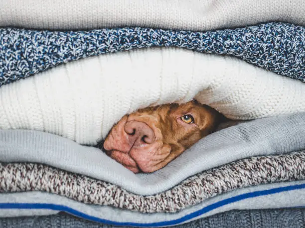 Lovable, pretty puppy lies on a pile of sweaters. Close up, indoors, studio photo. Day light. Concept of care, education, obedience training and raising pets