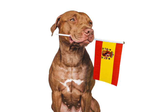 istock Charming, adorable puppy, holding national flag Spain 1448450628