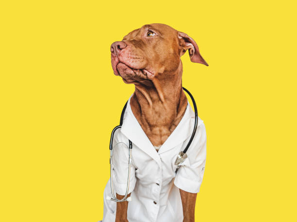 istock Lovable puppy, dressed in a doctor's coat 1448451285