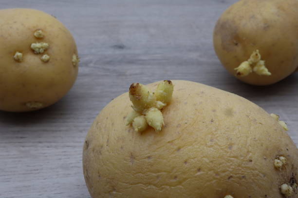 patata con germogli isolati su fondo di legno. scatto in studio. - food sweet potato yam vegetable foto e immagini stock