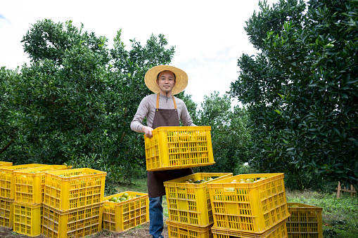 Baskets of ripe oranges harvested by Chinese farmers in the orchard