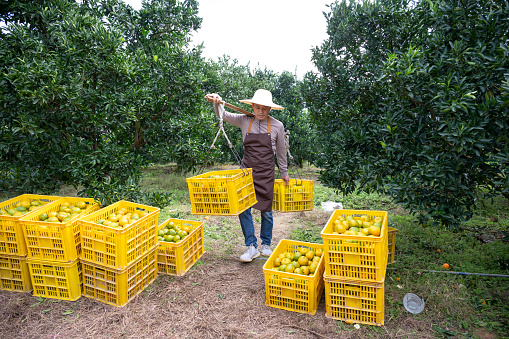 Farmers in Putian City, Fujian Province, China have finished picking ripe oranges and are preparing to load them into trucks