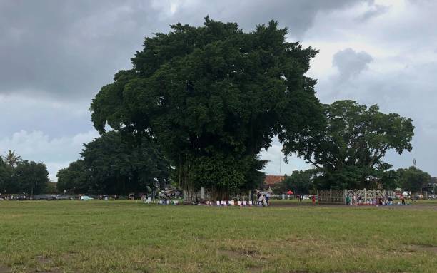 istock South Field of Yogyakarta 1448453749