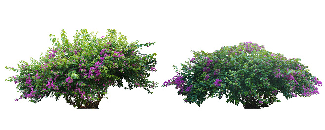 Bush flower of bougainvillea on isolated white background with copy space and clipping path. Plant tree in the garden.
