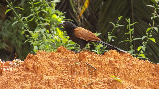 Sampit, Central Kalimantan/Indonesia- July 16, 2016:The black-golden Greater Coucal bird perches on a mound of clay in Sampit, Central Kalimantan, Indonesia