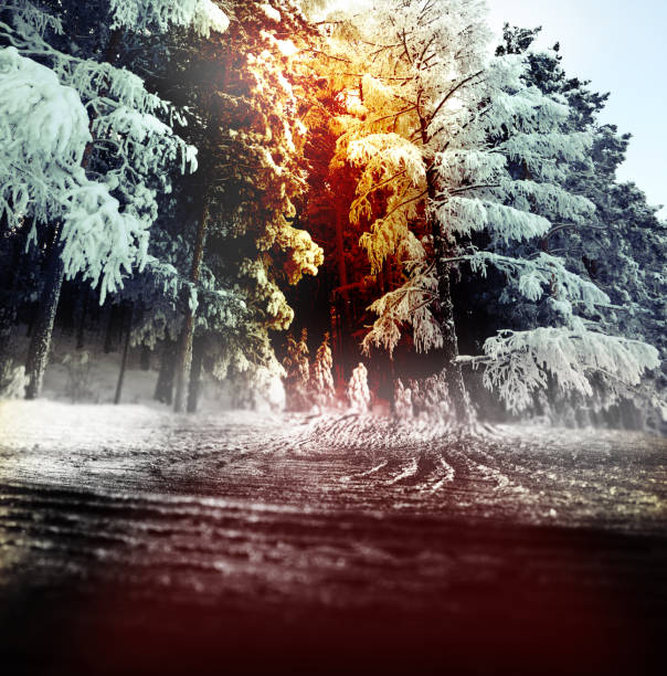 istock Empty rustic wooden table on blurred winter fairy forest background.  Backdrop for product display on top of the table. 1448457938