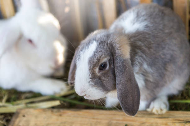 istock Close up grey rabbit face over blurred white rabbit laying 1448457994