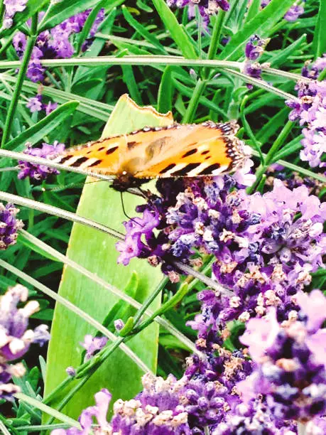 One spotted butterfly perched on lavender in a vintage photography