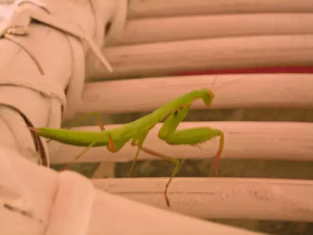 One PRAYING mantis and his orange red ends of front paws in an agile position