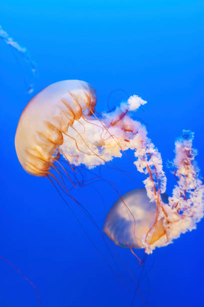 istock Orange jellyfish (Chrysaora fuscescens or Pacific sea nettle) in blue ocean water 1448459421